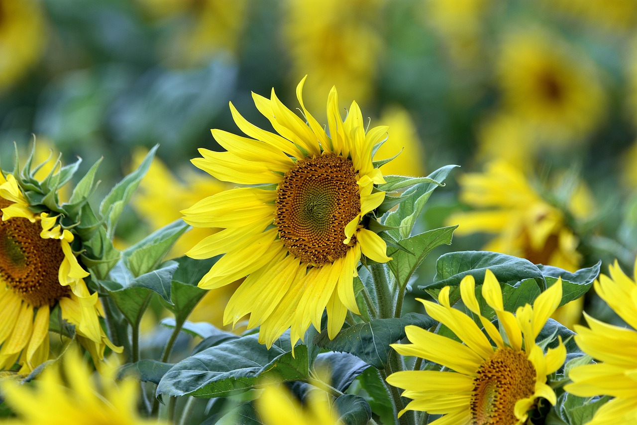 Sommerspaß